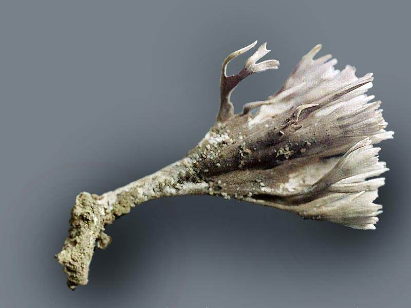 Телефора пальчатая (Thelephora palmata); фото Юрия Семенова