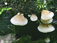 Crepidotus mollis