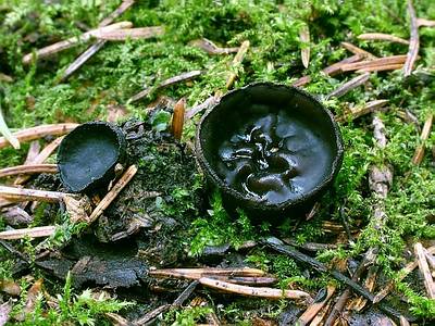 Псевдоплектания черноватая (Pseudoplectania nigrella); 
Фото Юрия Семенова