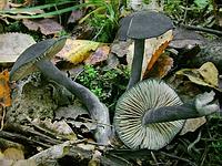 Энтолома прекрасная (Entoloma nitidum); Фото Юрия Семенова