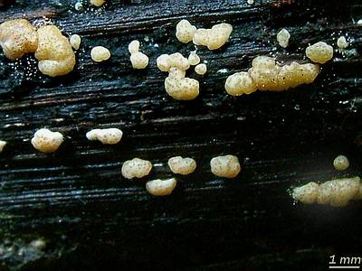 Гипокрея желатинозная (Hypocrea gelatinosa); 
Фото Юрия Семенова