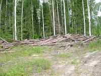 Брошеный лес на вырубках