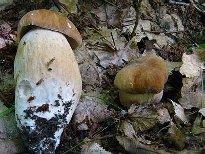 Белый гриб дубовый (Boletus reticulatus); Фото Ирины Ухановой