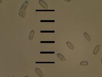 Фотография спор грифолы разветвлённой, выполненная с использованием профессионального микроскопа NEOPHOT-21 и зеркальной камеры Olympus E-330 без объектива, х500. Фото Якименко А