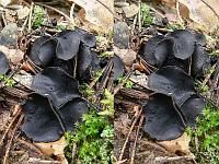 Псевдоплектания черноватая (Pseudoplectania nigrella): стереоизображение. Фото А.Е. Смирнова
